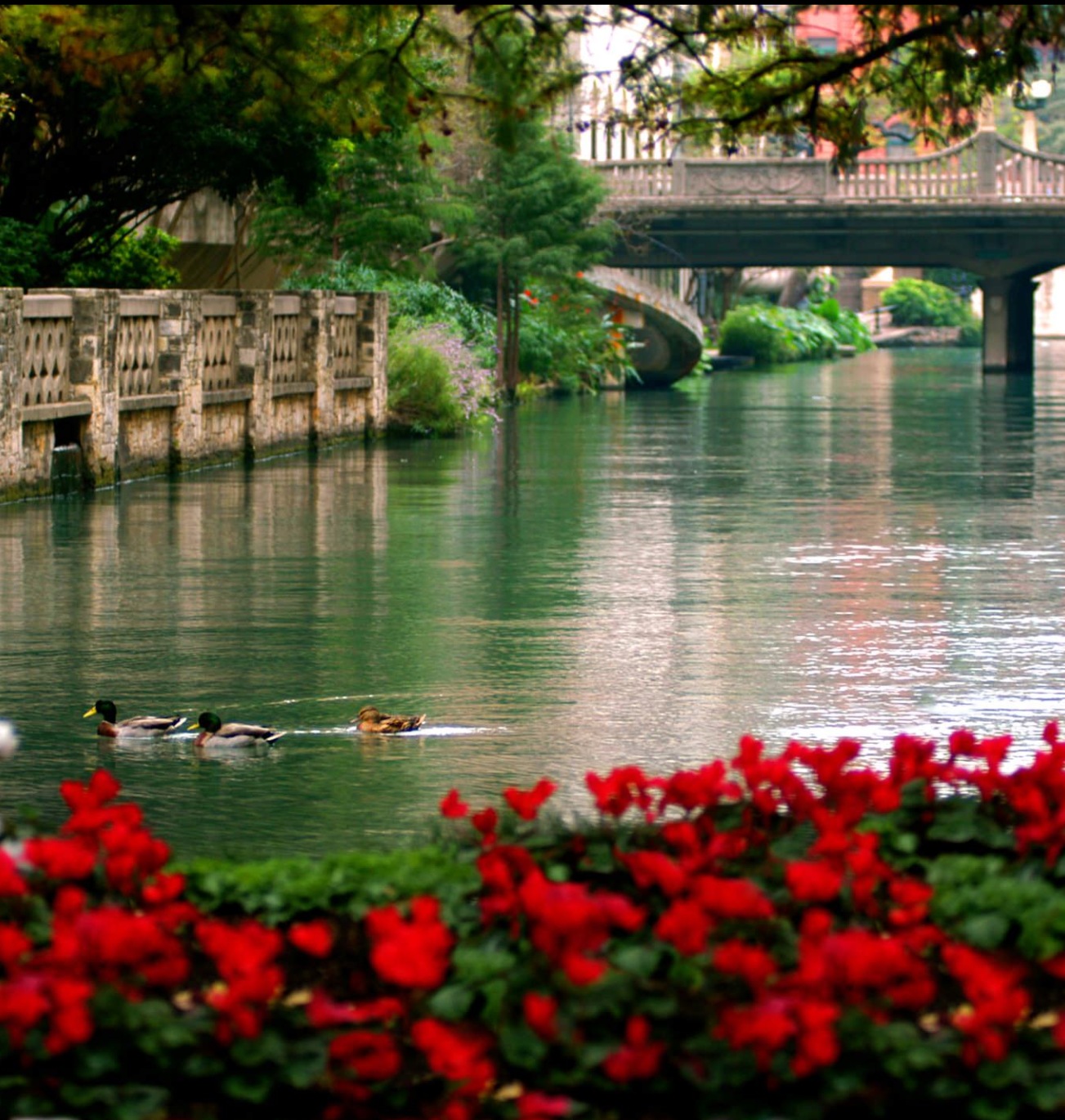 river with flowers by it and ducks floating on it